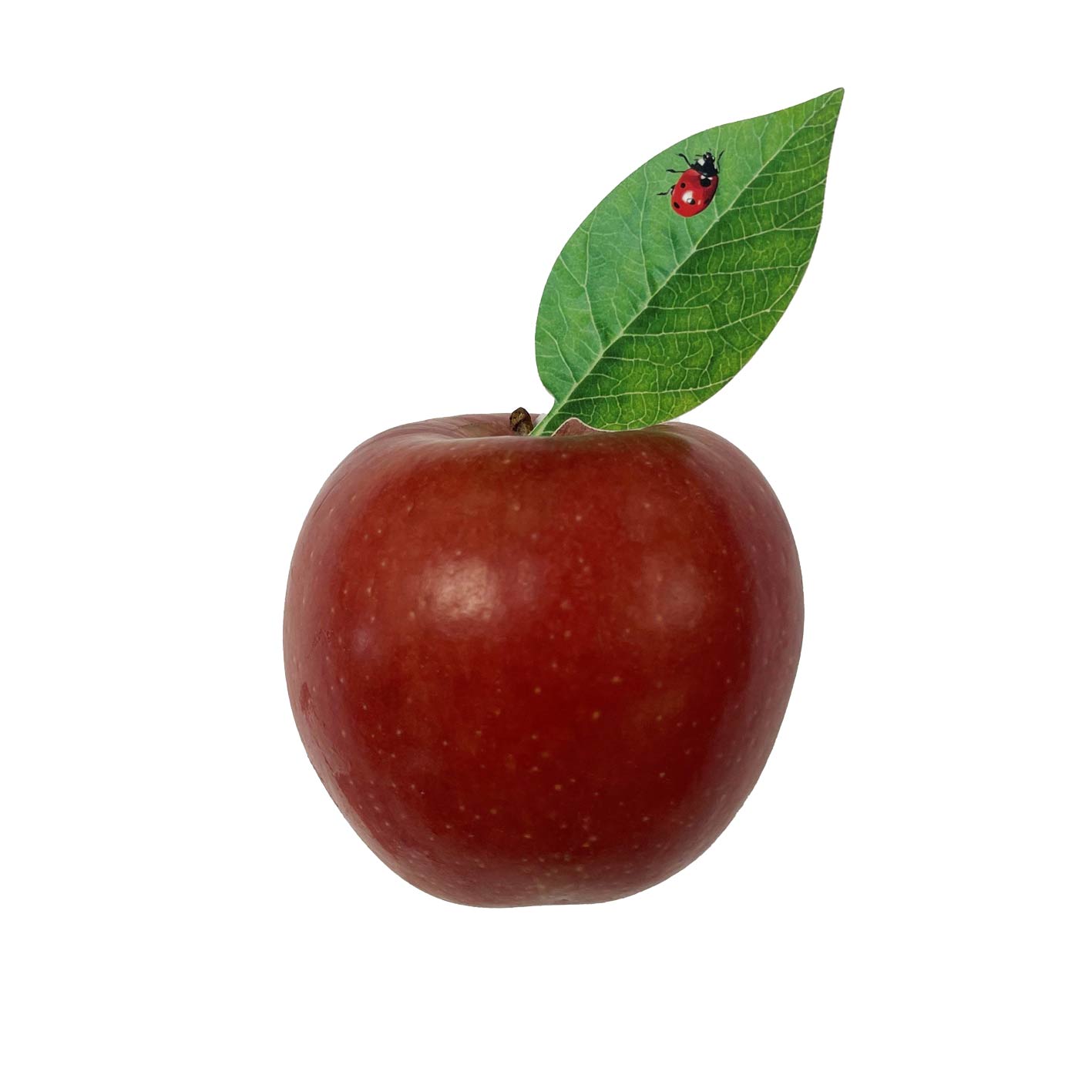 Apfel mit Apfelblatt